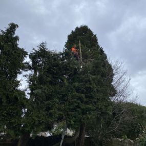 Bild von County Tree Services