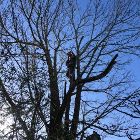 Bild von County Tree Services