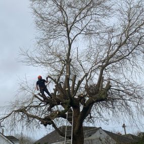 Bild von County Tree Services