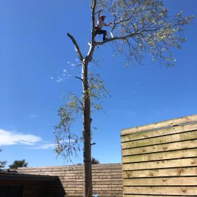 Bild von County Tree Services