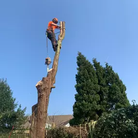 Bild von County Tree Services