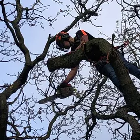 Bild von County Tree Services