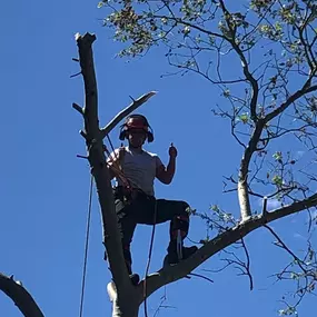 Bild von County Tree Services