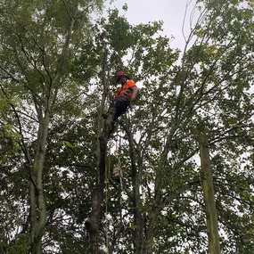 Bild von County Tree Services