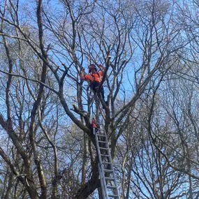 Bild von County Tree Services