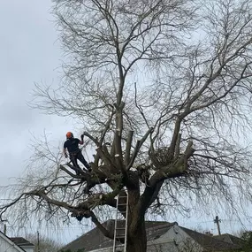 Bild von County Tree Services