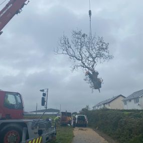 Bild von Gwasanaethau Coed Tomos Pierce Tree Services