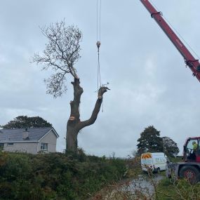 Bild von Gwasanaethau Coed Tomos Pierce Tree Services