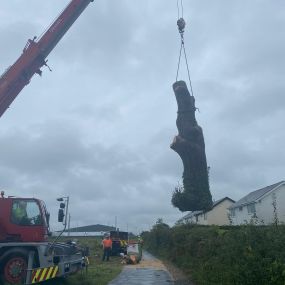 Bild von Gwasanaethau Coed Tomos Pierce Tree Services