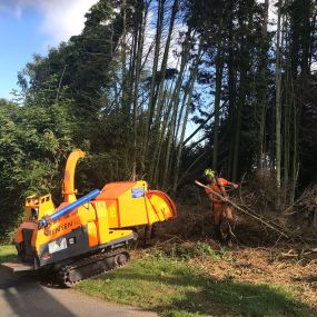 Bild von Gwasanaethau Coed Tomos Pierce Tree Services