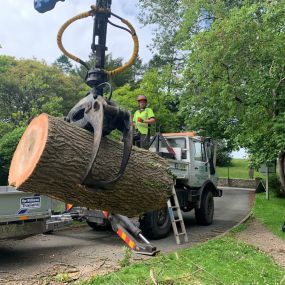 Bild von Gwasanaethau Coed Tomos Pierce Tree Services