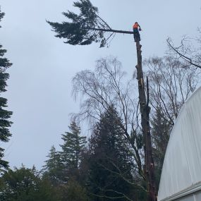 Bild von Gwasanaethau Coed Tomos Pierce Tree Services