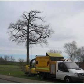 Bild von Ace Tree Services