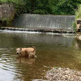 Bild von Paws Patrol Uttoxeter