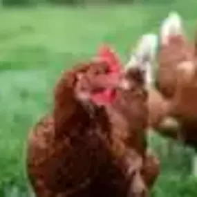 Bild von Gambledown Farm