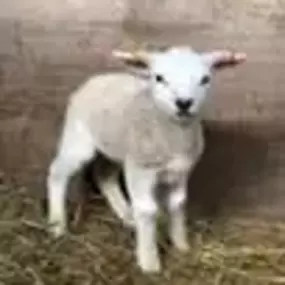 Bild von Gambledown Farm