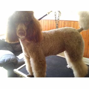 Bild von Aabbotts Hairy Dog Grooming