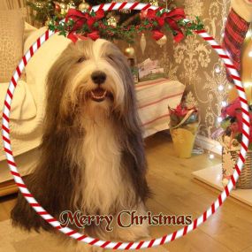 Bild von Aabbotts Hairy Dog Grooming