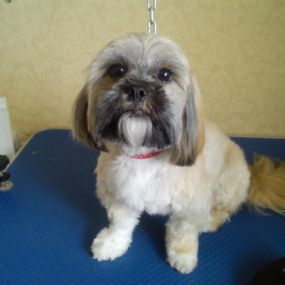 Bild von Aabbotts Hairy Dog Grooming