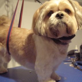 Bild von Aabbotts Hairy Dog Grooming