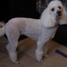 Bild von Aabbotts Hairy Dog Grooming