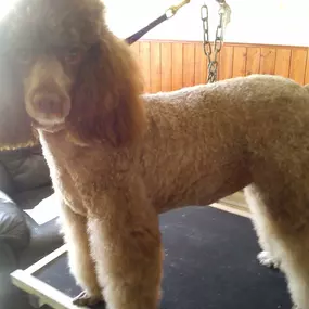 Bild von Aabbotts Hairy Dog Grooming