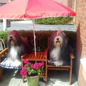 Bild von Aabbotts Hairy Dog Grooming