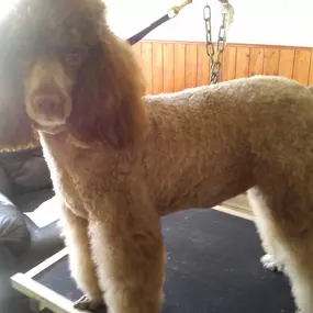 Bild von Aabbotts Hairy Dog Grooming