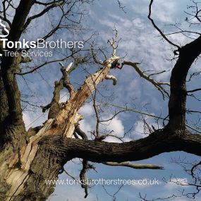 Bild von Tonks Brothers Tree Services