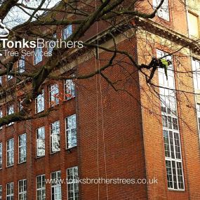 Bild von Tonks Brothers Tree Services