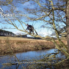 Bild von Tonks Brothers Tree Services