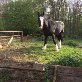 Bild von Ragwood Riding Centre