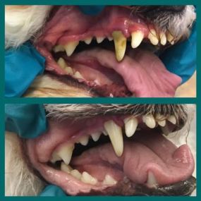 Bild von Emmipet - Ultrasonic Doggy Dentals by Diamonddax