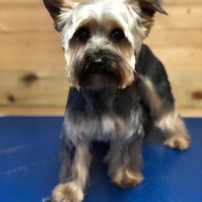 Bild von Short Bark & Sides Dog Grooming with Day Care