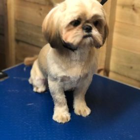 Bild von Short Bark & Sides Dog Grooming with Day Care