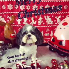 Bild von Short Bark & Sides Dog Grooming with Day Care