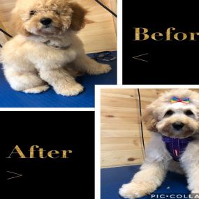 Bild von Short Bark & Sides Dog Grooming with Day Care