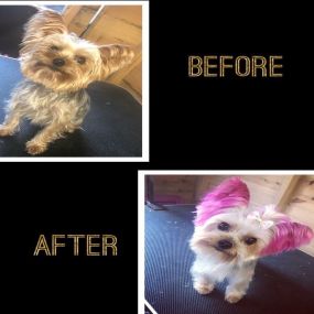 Bild von Short Bark & Sides Dog Grooming with Day Care