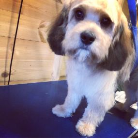 Bild von Short Bark & Sides Dog Grooming with Day Care