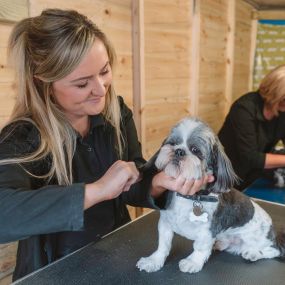 Bild von Short Bark & Sides Dog Grooming with Day Care