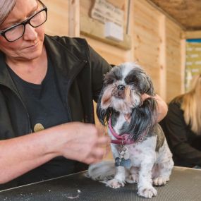 Bild von Short Bark & Sides Dog Grooming with Day Care