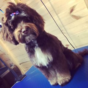 Bild von Short Bark & Sides Dog Grooming with Day Care