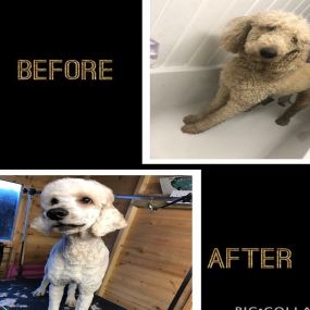 Bild von Short Bark & Sides Dog Grooming with Day Care