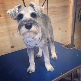 Bild von Short Bark & Sides Dog Grooming with Day Care