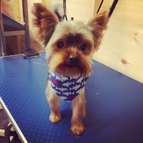 Bild von Short Bark & Sides Dog Grooming with Day Care