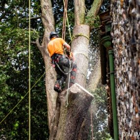 Bild von Norfolk Trees