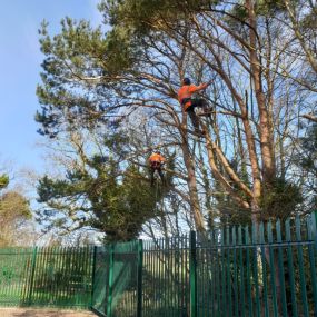 Bild von Norfolk Trees