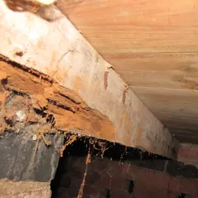 Bild von Damp Detectives