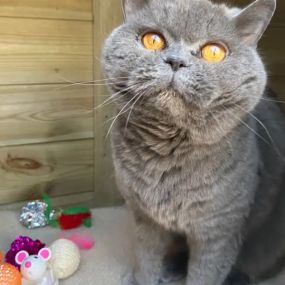 Bild von The Pussy Cat Hillton Luxury Cattery