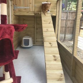 Bild von The Pussy Cat Hillton Luxury Cattery